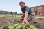 Aanleg groendak op noordvleugel gemeentehuis in Drachten.